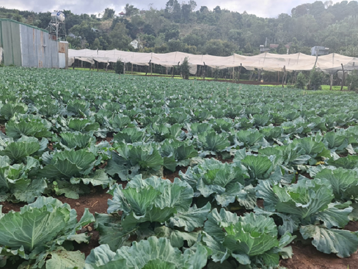 Nông dân huyện Ea H’leo chuẩn bị vụ rau tết